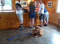 Dog in Tasting room